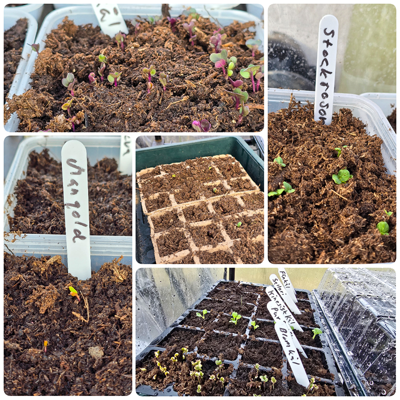 Blomkål, kinakål, rödkål, mangold,