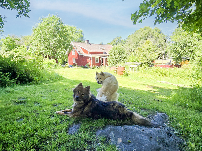 Krakelgården